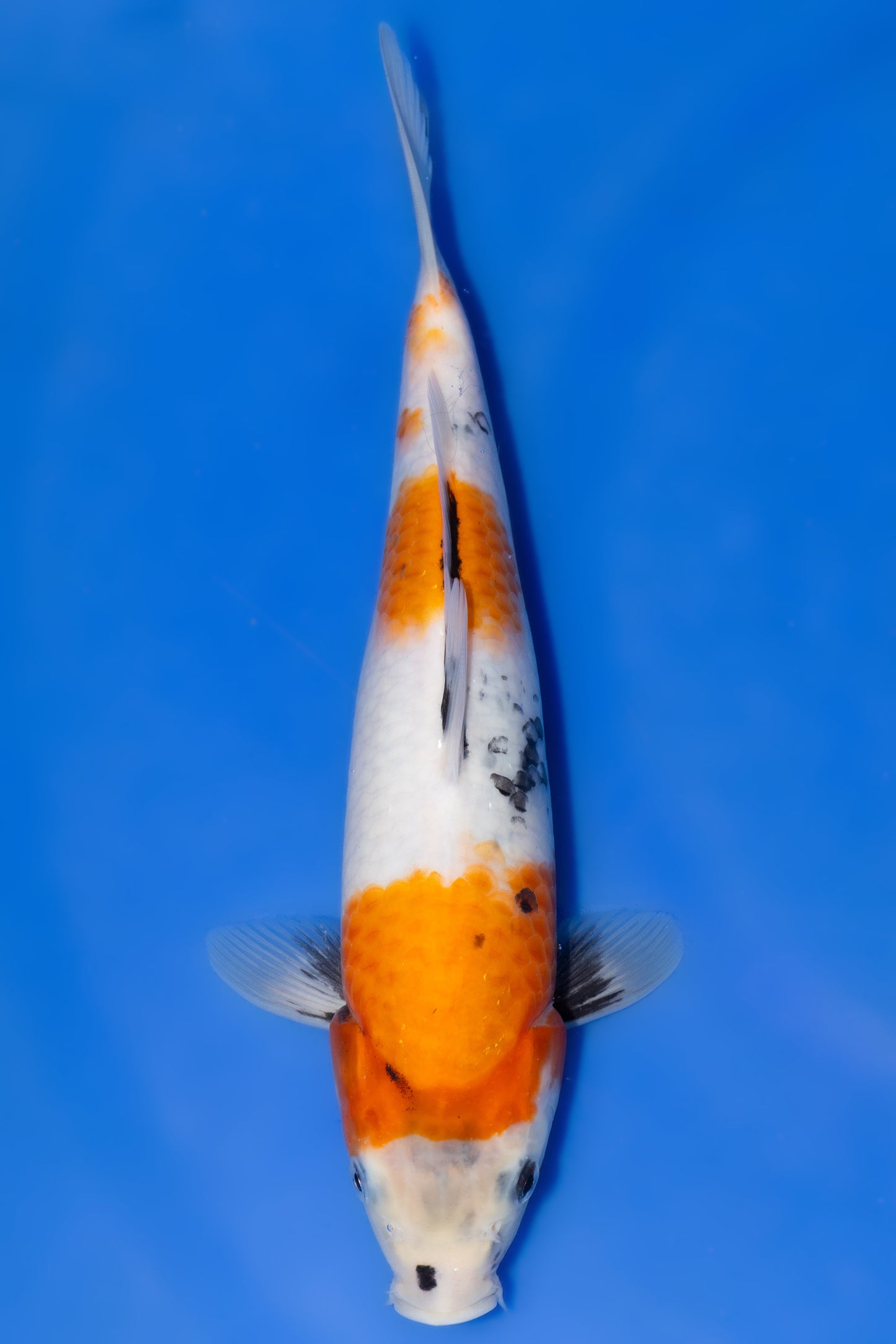 Showa, 28 cm, 2025, Tosai [02a6be15-ea05-4316-9e89-bbbc3ea0bd3b.jpg]