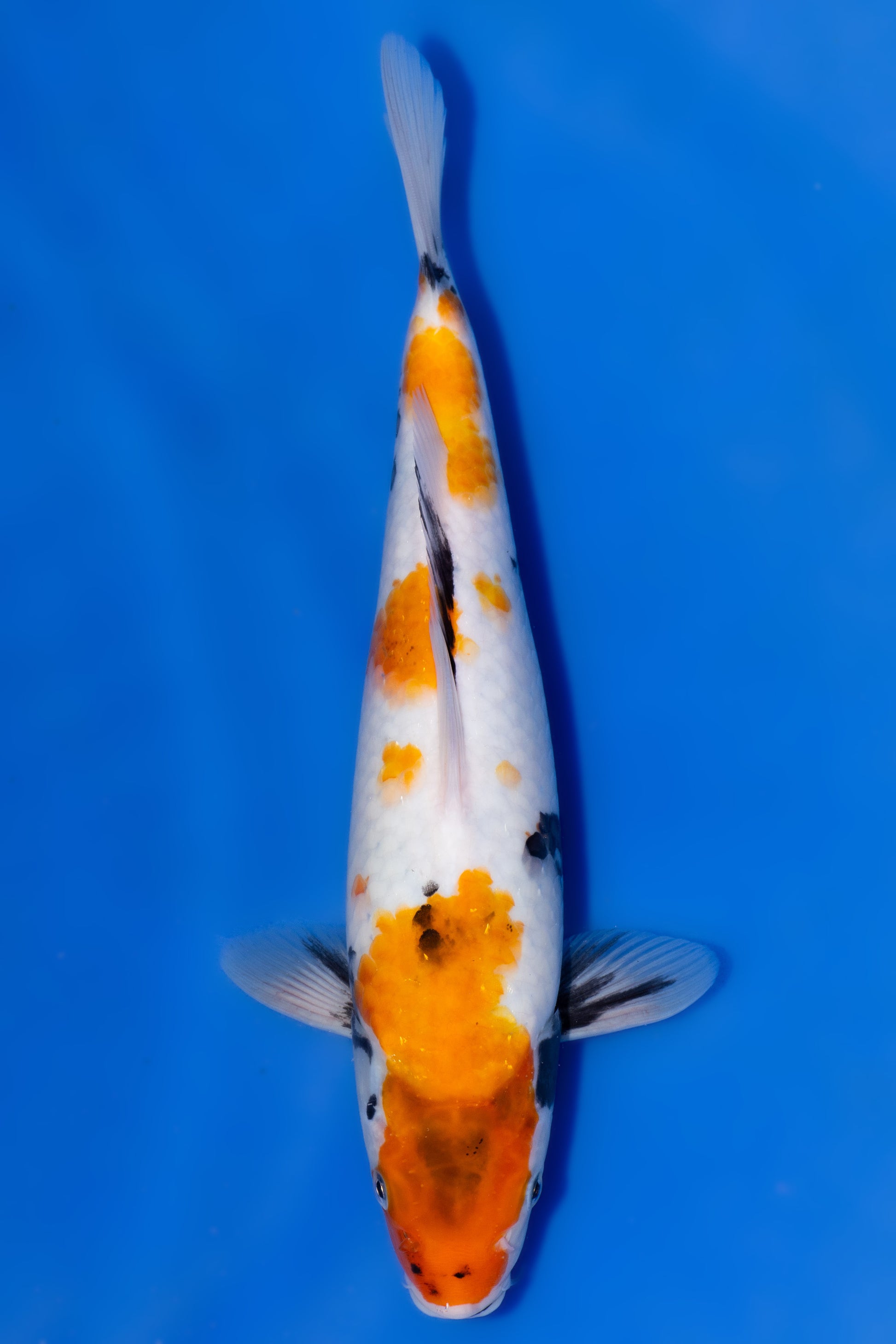 Showa, 27 cm, 2025, Tosai [0ad72554-aae8-44b6-b775-8929bc385685.jpg]