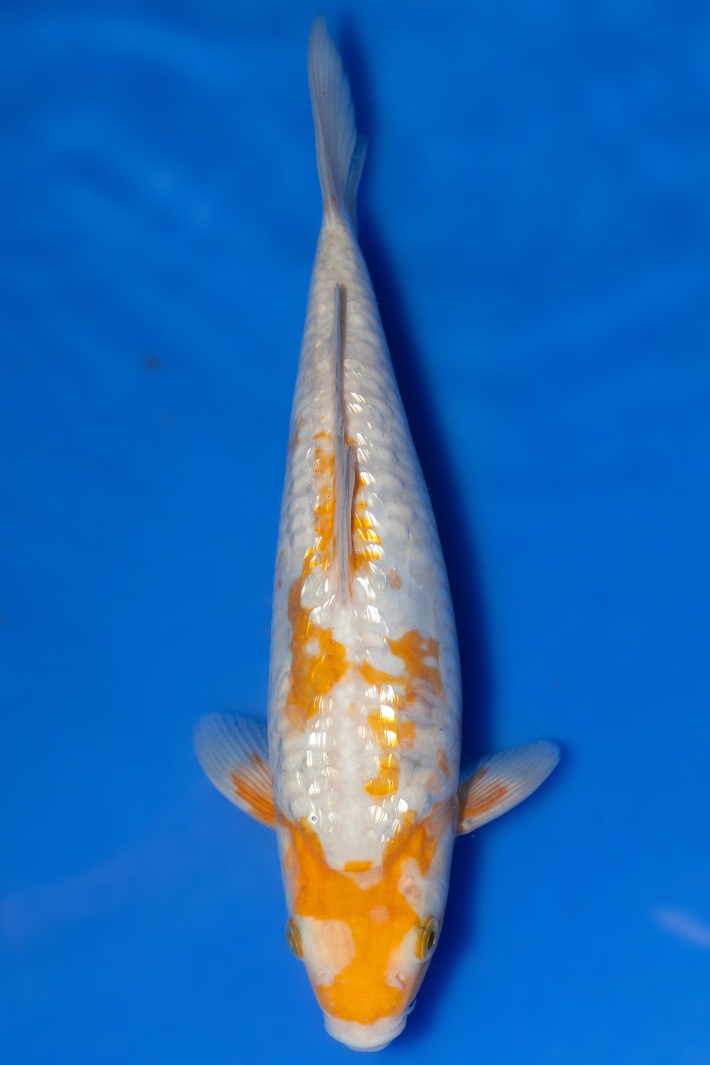 Ginrin Big Scale Doitsu Ochiba, 26 cm, 2024, Tosai