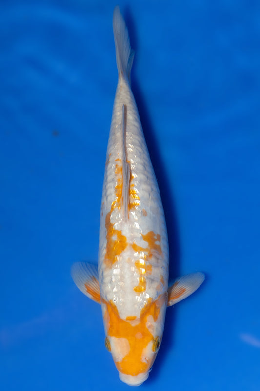 Ginrin Big Scale Doitsu Ochiba, 26 cm, 2024, Tosai