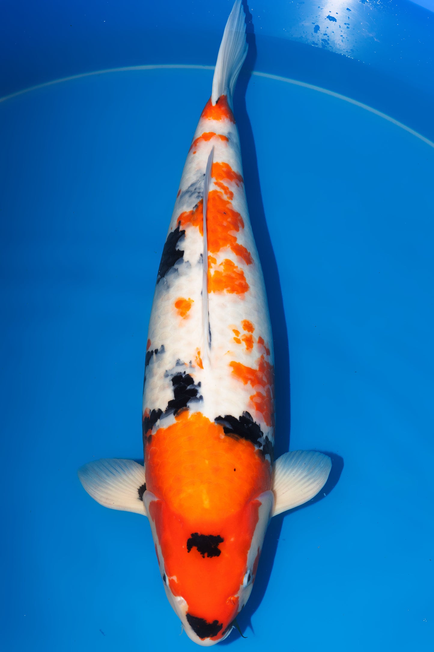 Showa, 70 cm, 2018, Hachisai, weiblich [0f41c3c2-4b57-4b10-8f01-892423bf822b.jpg]