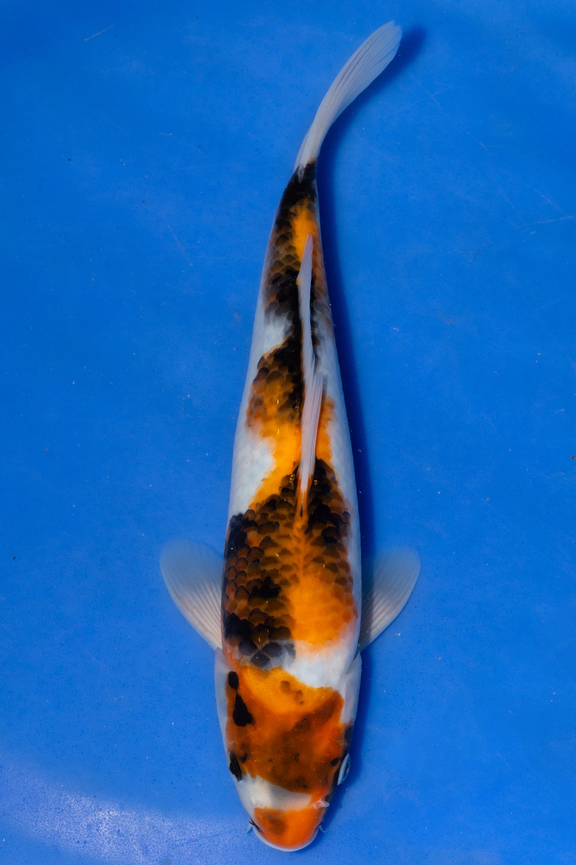 Showa, 26 cm, 2025, Tosai [109e8c69-1efe-4780-b08d-1528645fd299.jpg]