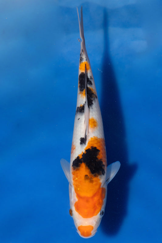 Sanke, 24 cm, 2024, Tosai