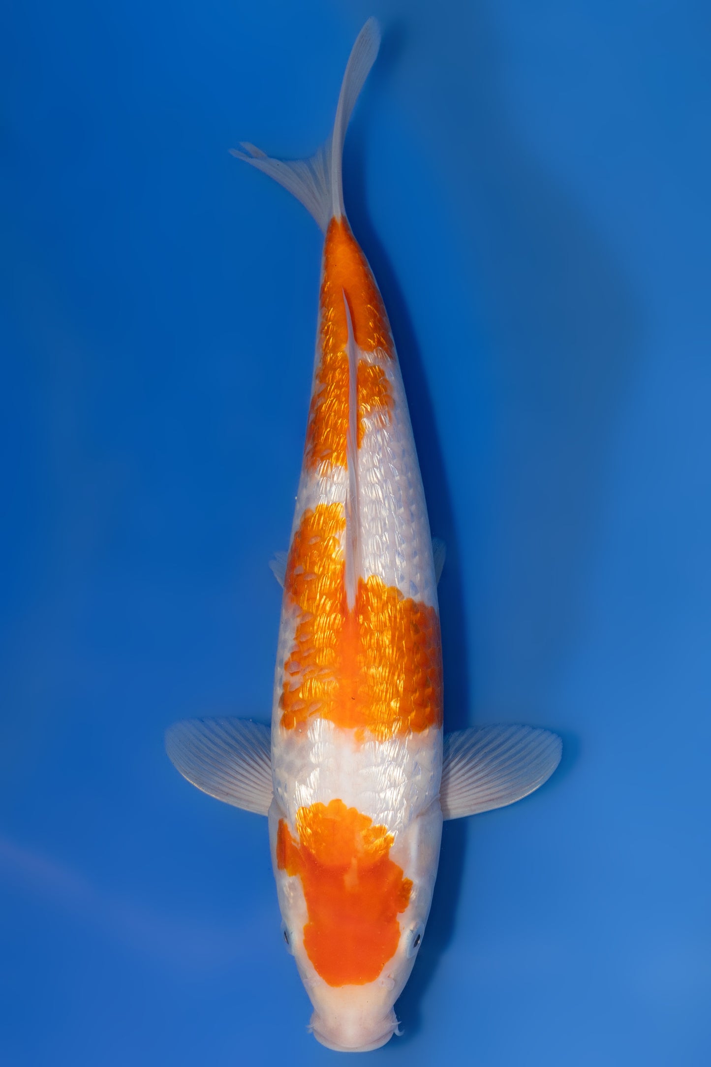 Ginrin Showa, 28 cm, 2025, Tosai [16a533e7-eee0-4094-8fec-b2c2065eaf86.jpg]