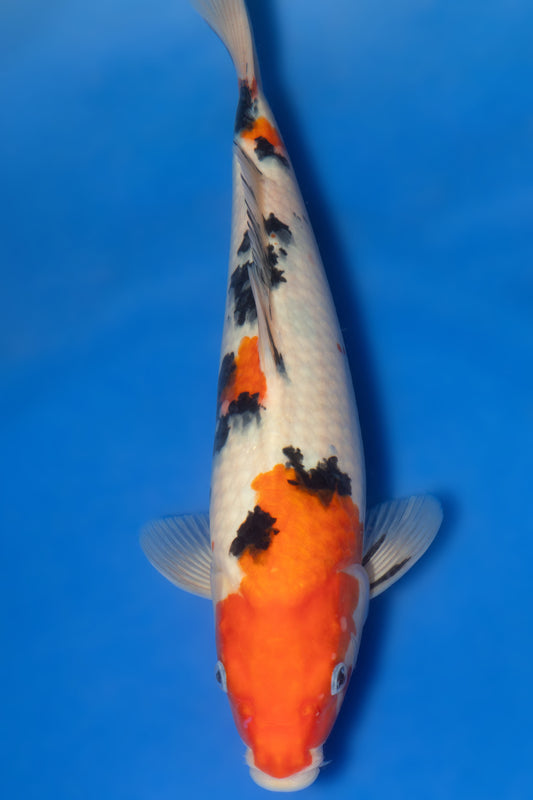 Sanke, 30 cm, 2024, Tosai