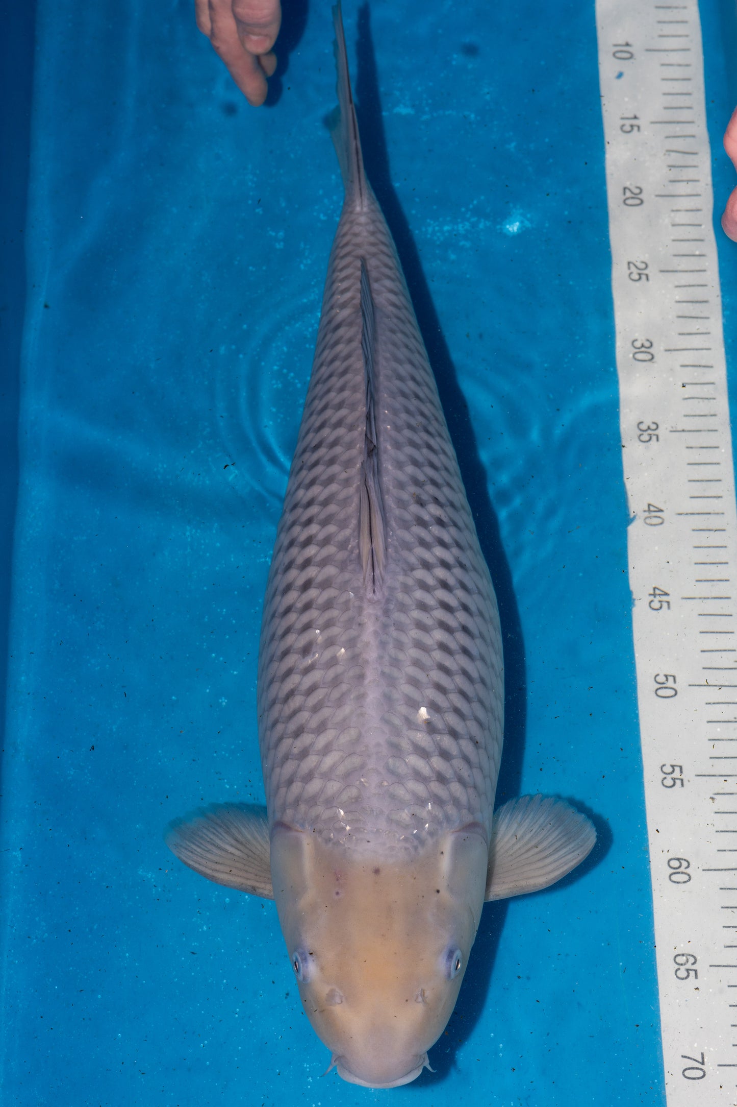 Soragoi, 57 cm, 2024, Nisai, weiblich [20837c13-1678-4c97-9548-3aa410aa2047.jpg]