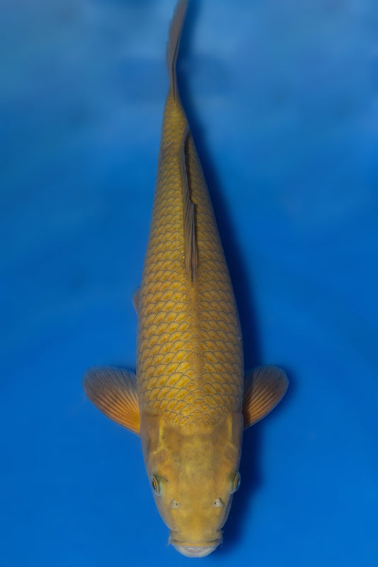 Chagoi, 35 cm, 2024, Tosai
