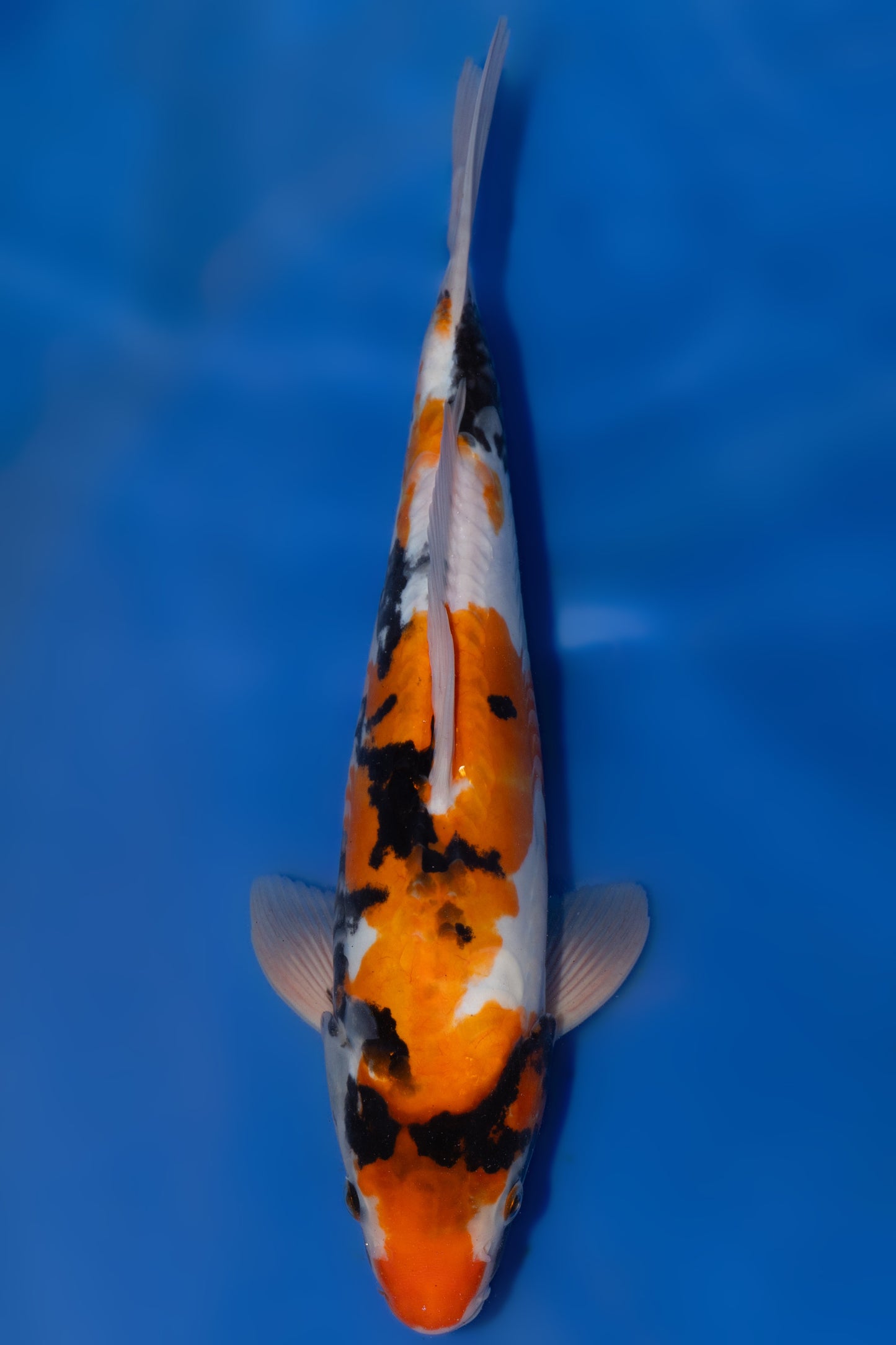 Doitsu Showa, 32 cm, 2025, Tosai [26ad6703-0b40-42fb-99ee-a99723afbf26.jpg]