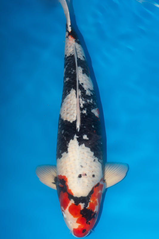 Showa, 72 cm, 2018, Hachisai, männlich [26bedbf1-6685-4b48-a0c2-09275d547bb7.jpg]