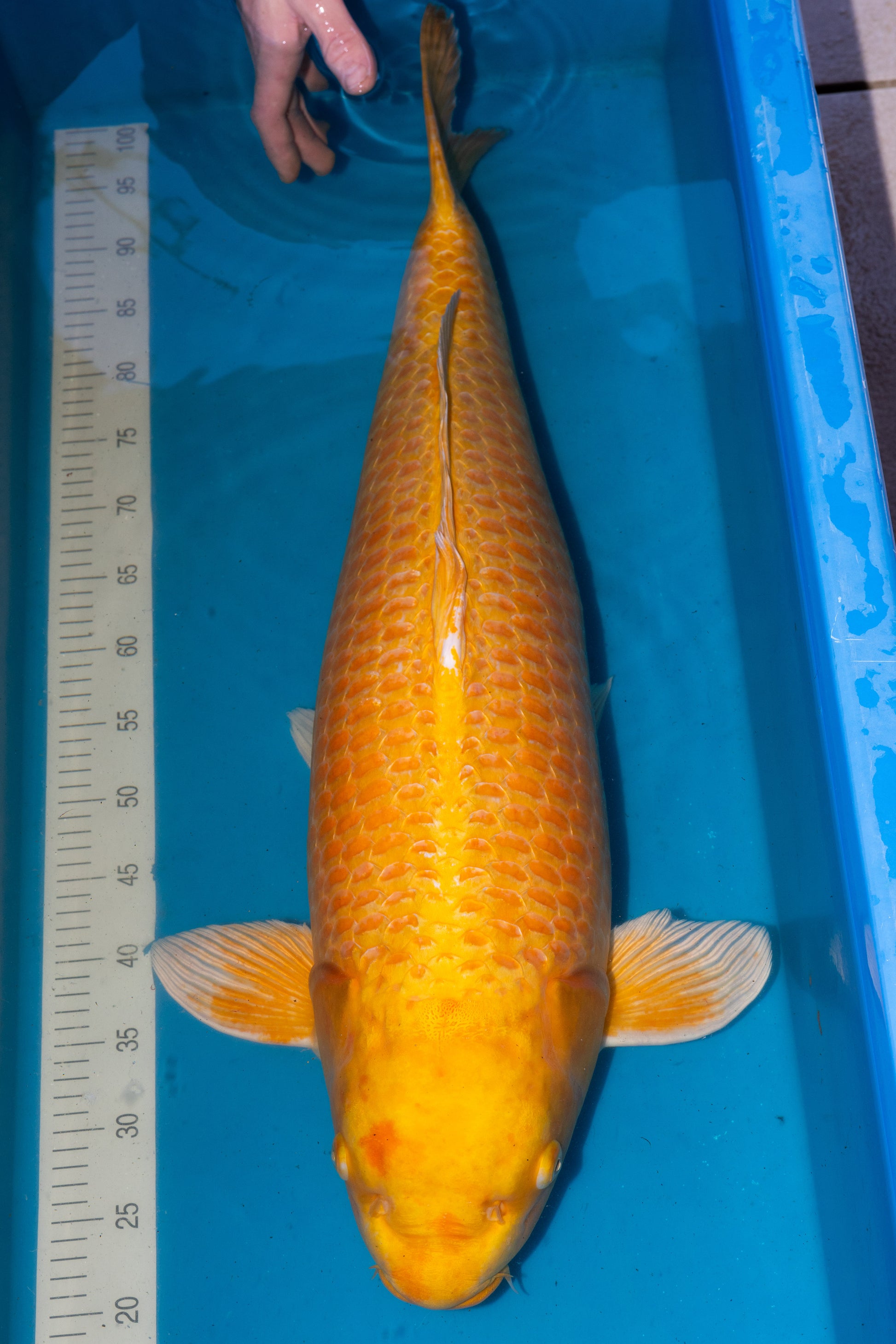 Yamabuki, 80 cm, 2018, Hachisai, weiblich [27d223c3-0a17-4495-887b-82dd5c8be70b.jpg]