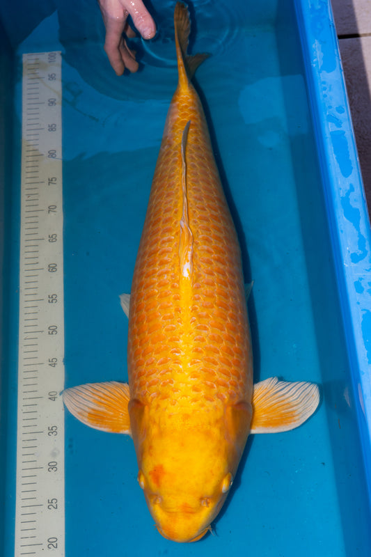 Yamabuki, 80 cm, 2018, Hachisai, weiblich [27d223c3-0a17-4495-887b-82dd5c8be70b.jpg]