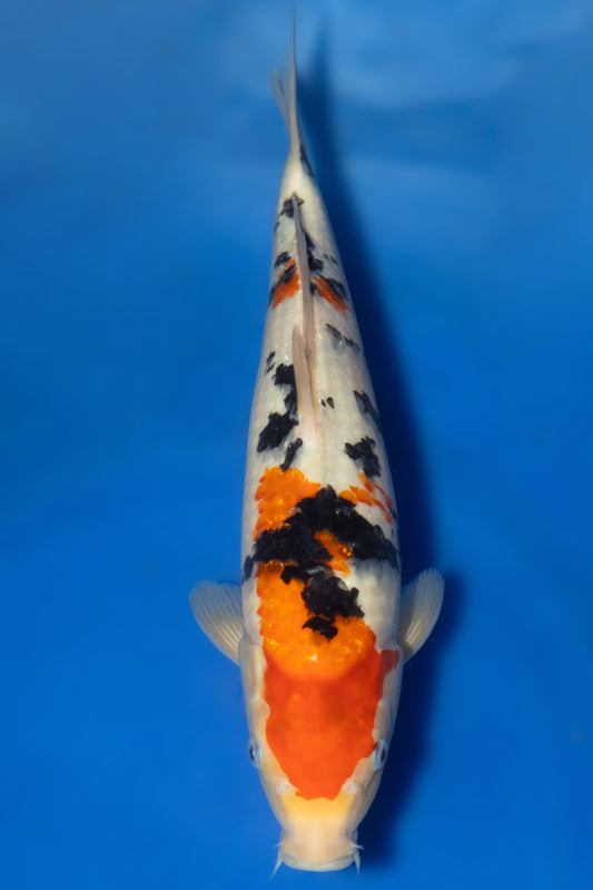 Sanke, 34 cm, 2024, Tosai
