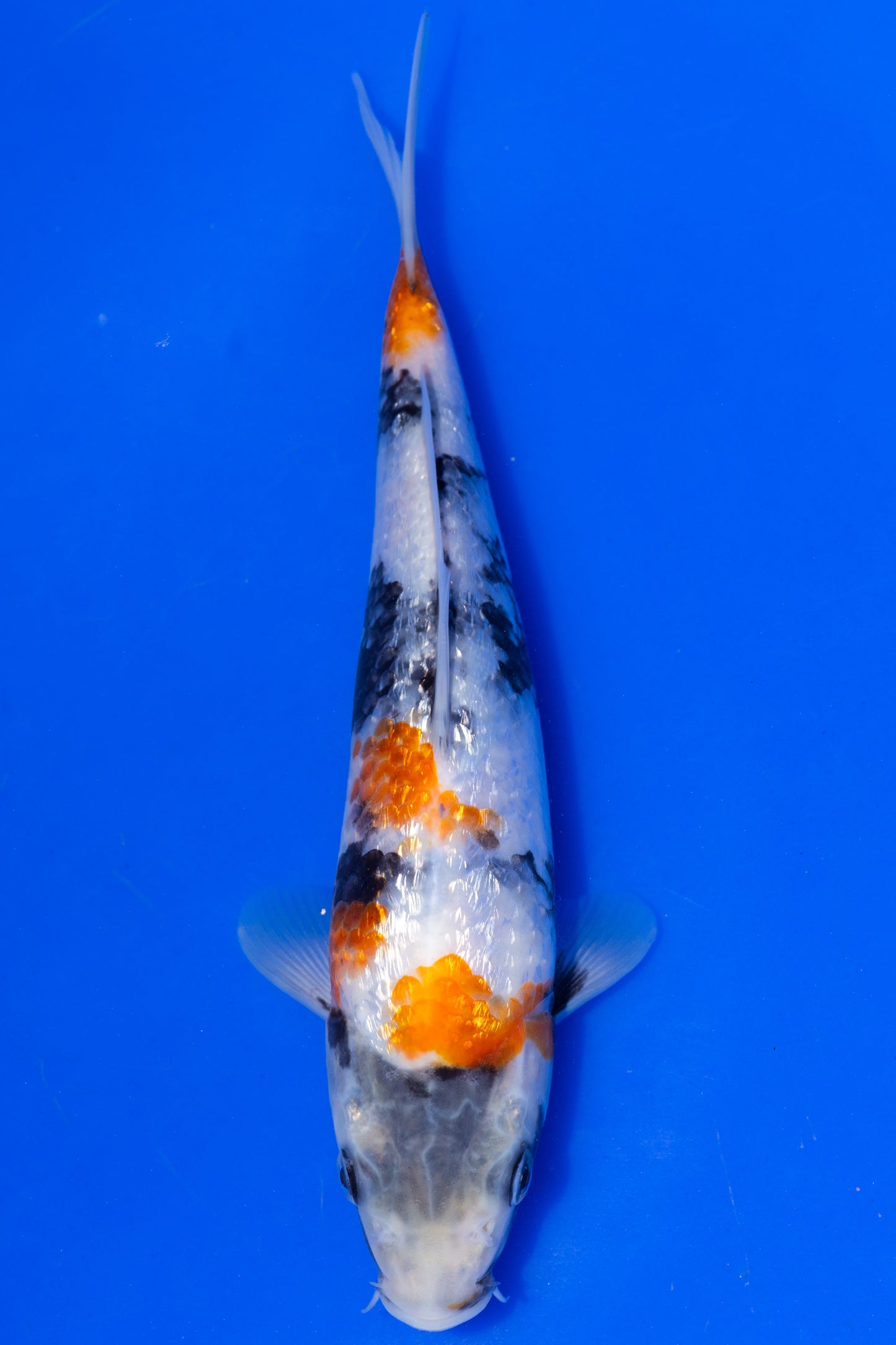 Showa, 22 cm, 2025, Tosai [2c681a2e-66e2-49c9-9834-4c12b0a85dd2.jpg]