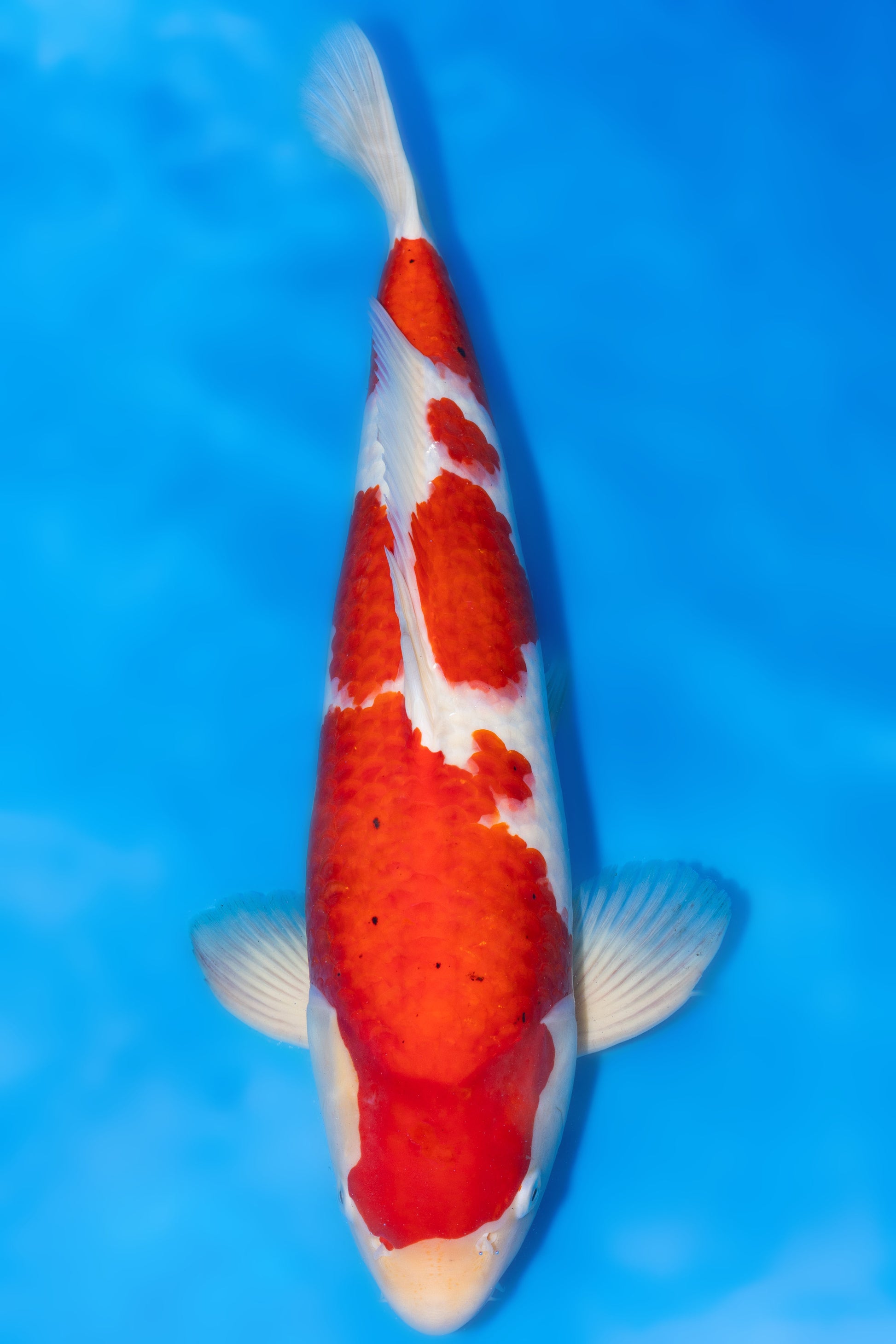 Kohaku, 61 cm, 2023, Sansai, männlich [2e1baf77-17d6-451d-a80f-0f5c8d8ae1be.jpg]