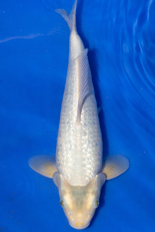 Ginrin Kawarigoi, 30 cm, 2024, Tosai