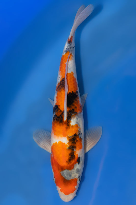 Showa, 31 cm, 2025, Tosai [3945cc13-227f-4a32-bd64-62462a6da0cd.jpg]