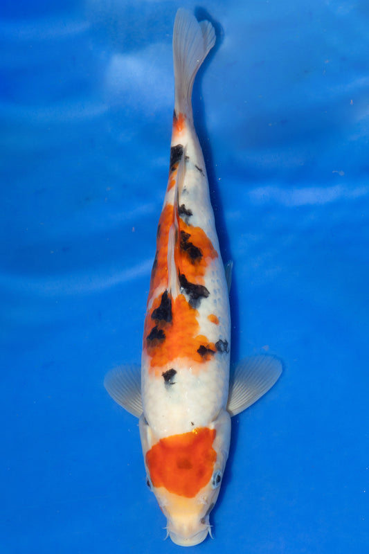 Sanke, 27 cm, 2024, Tosai