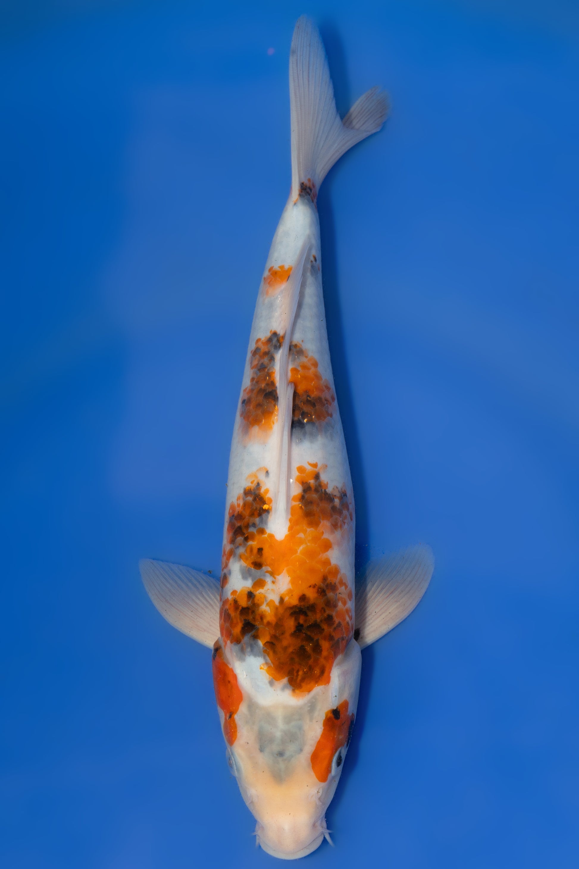 Showa, 30 cm, 2025, Tosai [3e1a95c6-e34f-4352-b240-ad21971e207f.jpg]