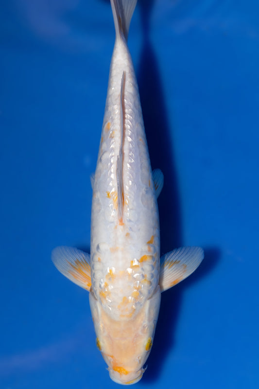 Ginrin Doitsu Koyo, 30 cm, 2024, Tosai