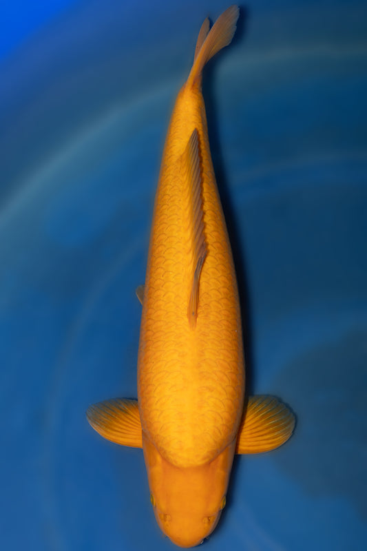 Mango Chagoi, 65 cm, 2022, Sansai, männlich