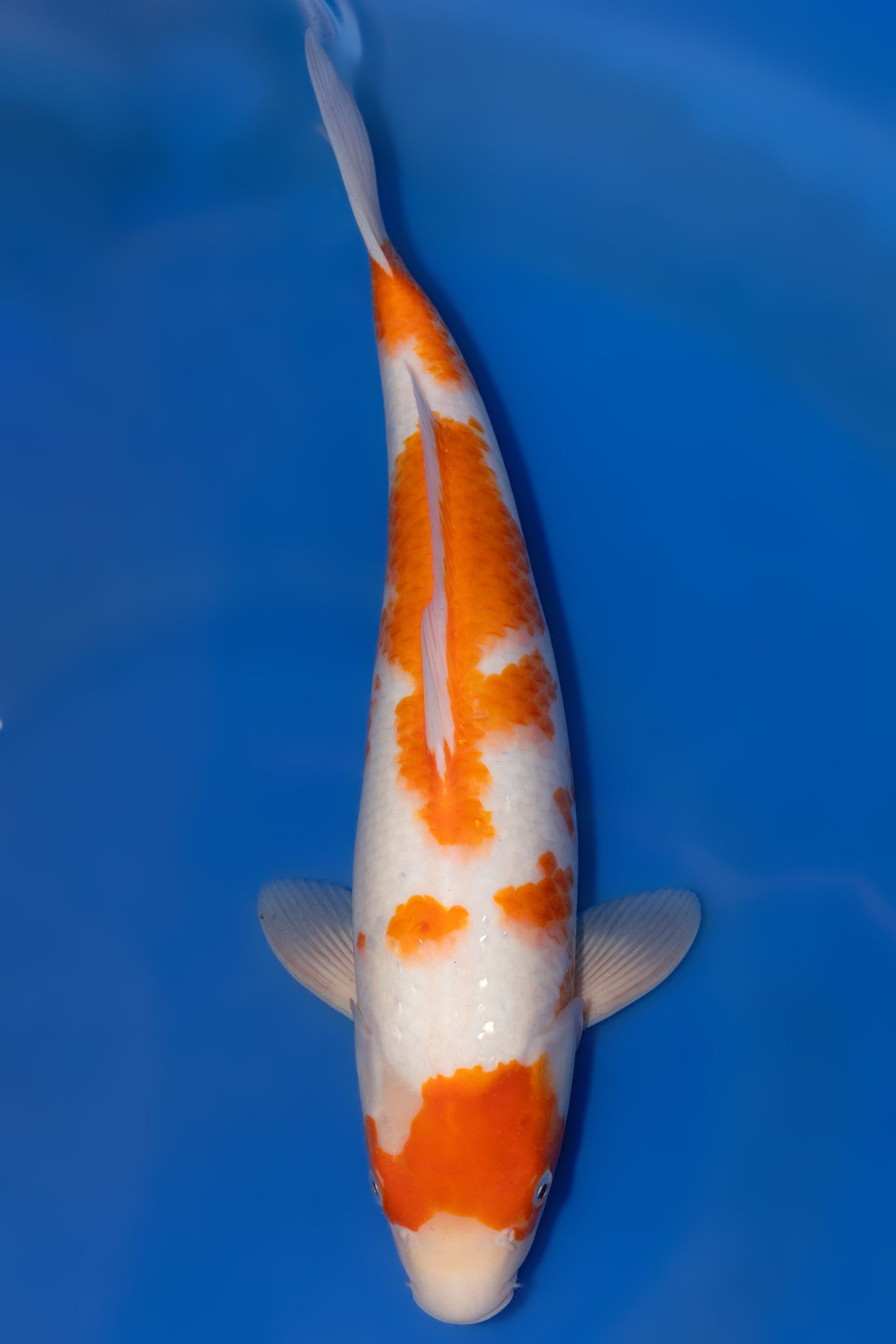 Showa, 42 cm, 2025, Tosai [45c867c4-24c2-4c2c-9f0e-db270b3cda1f.jpg]