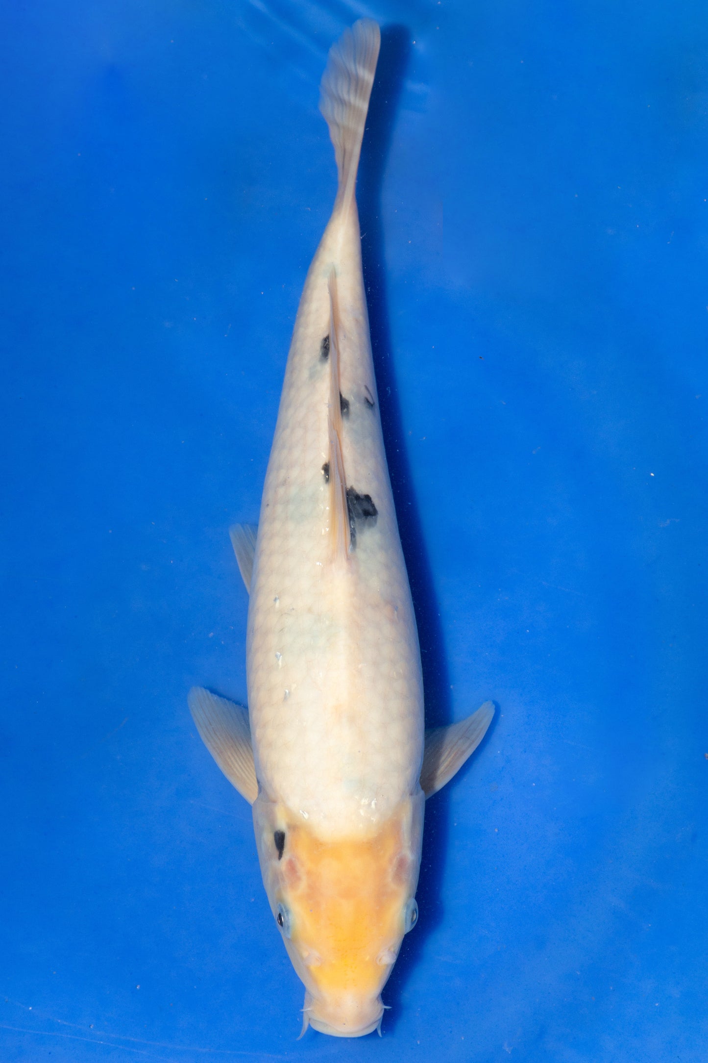 Shiro Bekko, 27 cm, 2024, Tosai