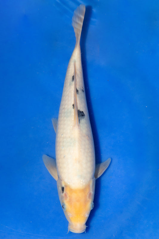 Shiro Bekko, 27 cm, 2024, Tosai