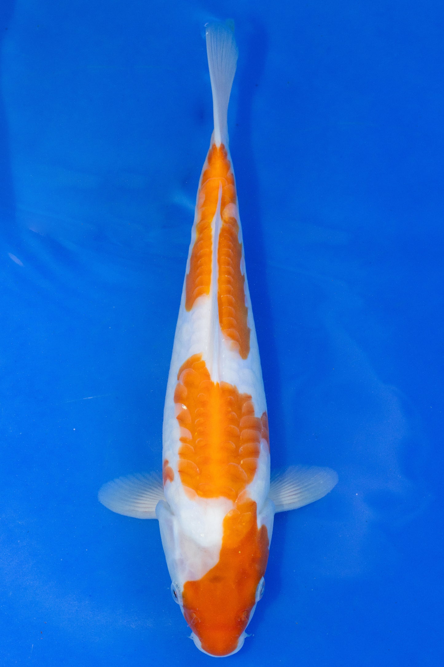 Doitsu Kohaku, 27 cm, 2025, Tosai [4b858a50-17bb-4998-bc6d-68a2660d03d9.jpg]