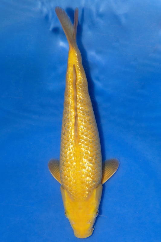 Ginrin Karashigoi, 28 cm, 2024, Tosai