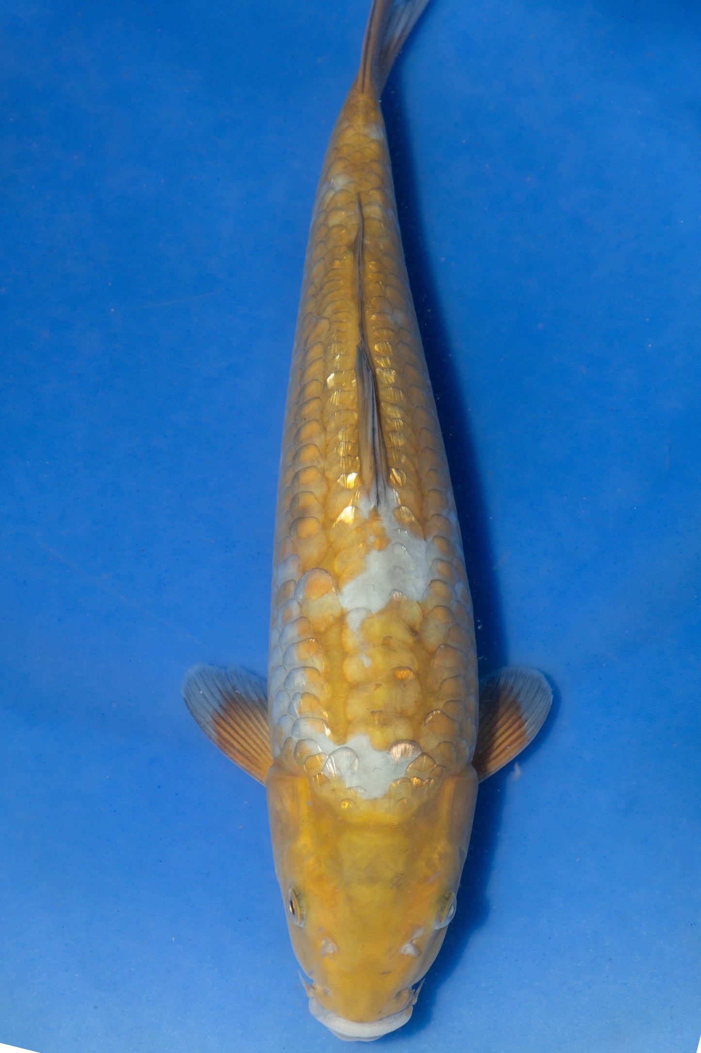 Big Scale Doitsu Ochiba, 32 cm, 2024, Tosai
