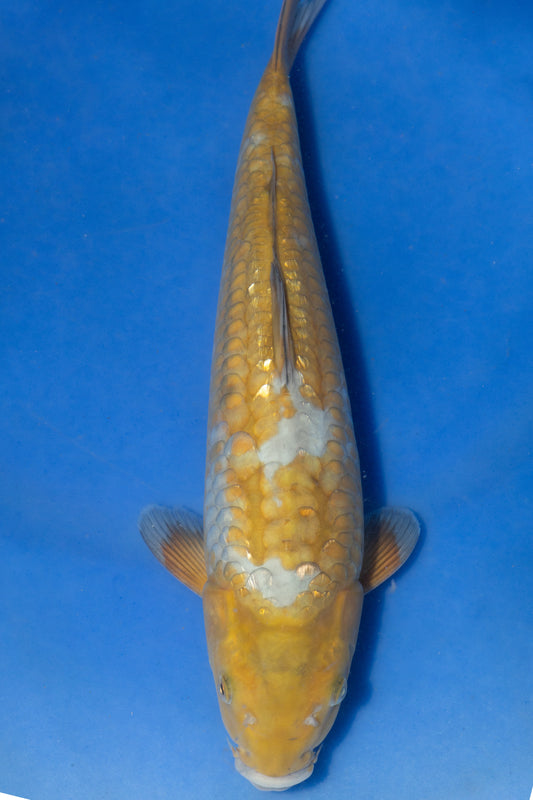 Big Scale Doitsu Ochiba, 32 cm, 2024, Tosai