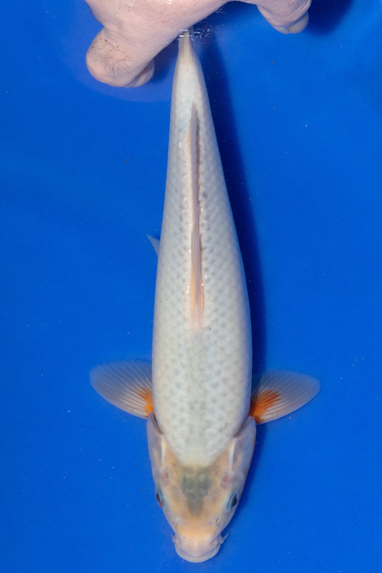 Asagi, 29 cm, 2024, Tosai