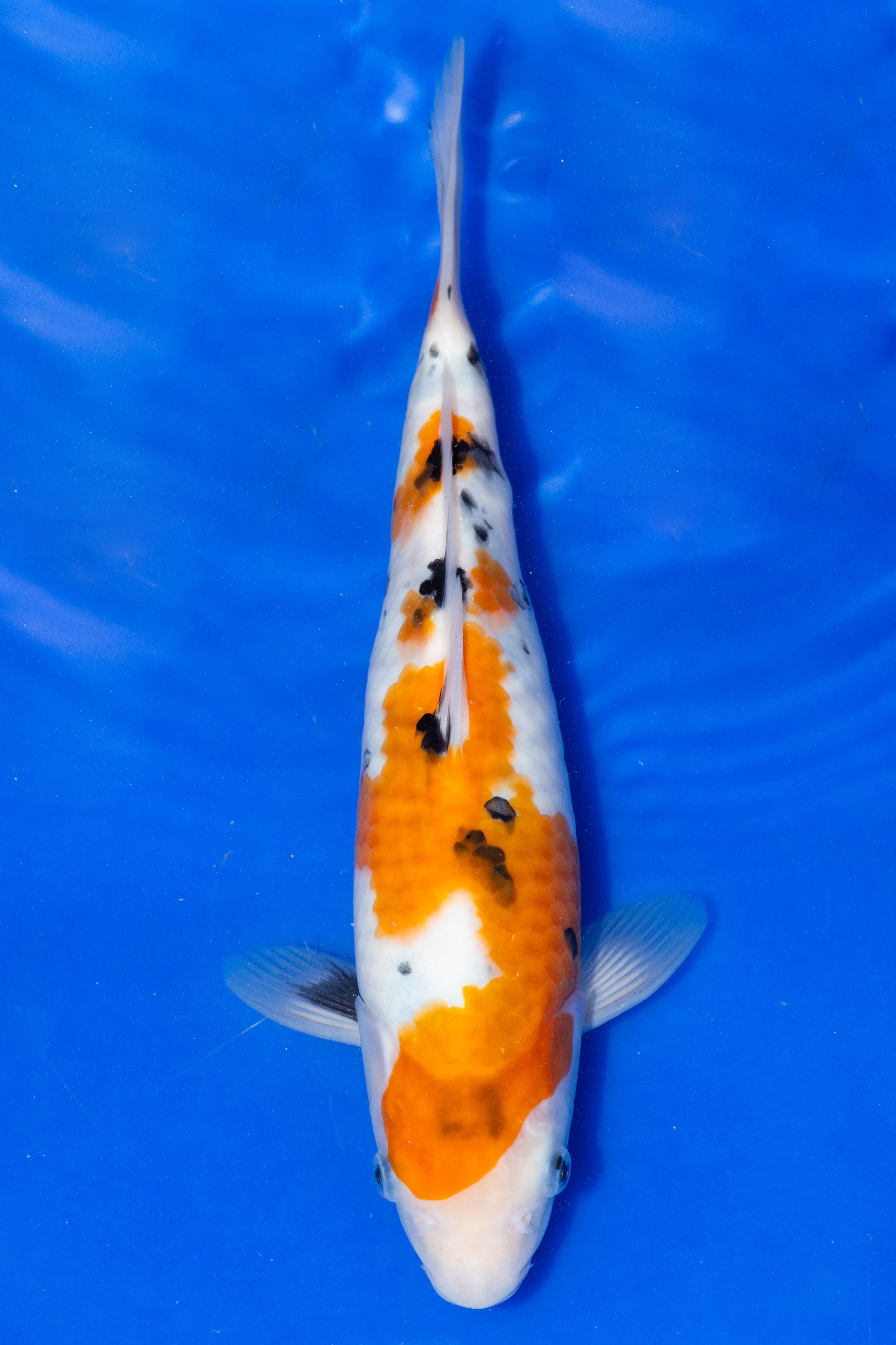 Sanke, 25 cm, 2025, Tosai [550b1830-092e-4232-bb54-1cb6ddb4845a.jpg]