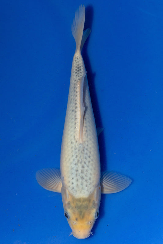 Asagi, 30 cm, 2024, Tosai