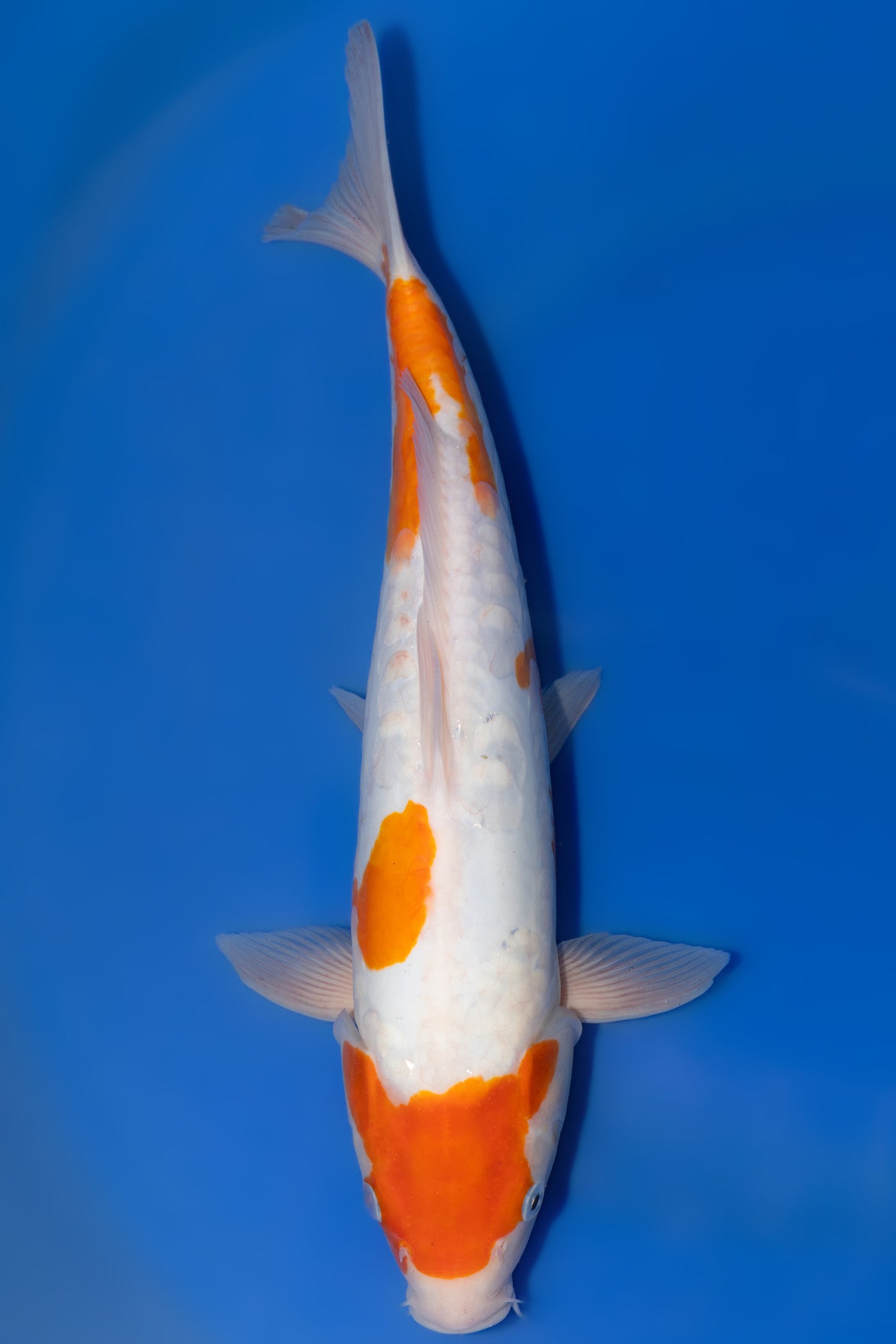 Doitsu Showa, 37 cm, 2025, Tosai [55c7a752-a3ba-46f6-adf3-dbd3c085cc13.jpg]