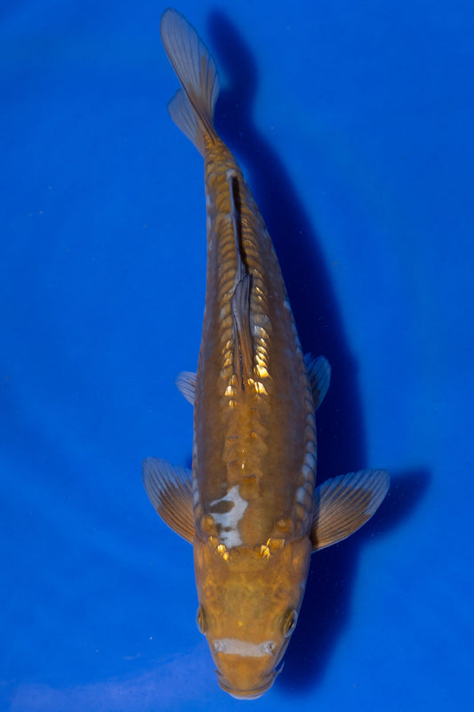Doitsu Ochiba, 26 cm, 2024, Tosai