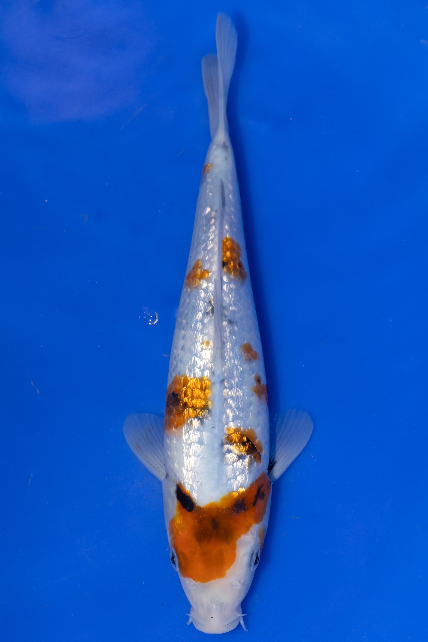 Ginrin Showa, 25 cm, 2025, Tosai [5dad1ae6-9a13-4dd2-af0b-4b3efd583f87.jpg]