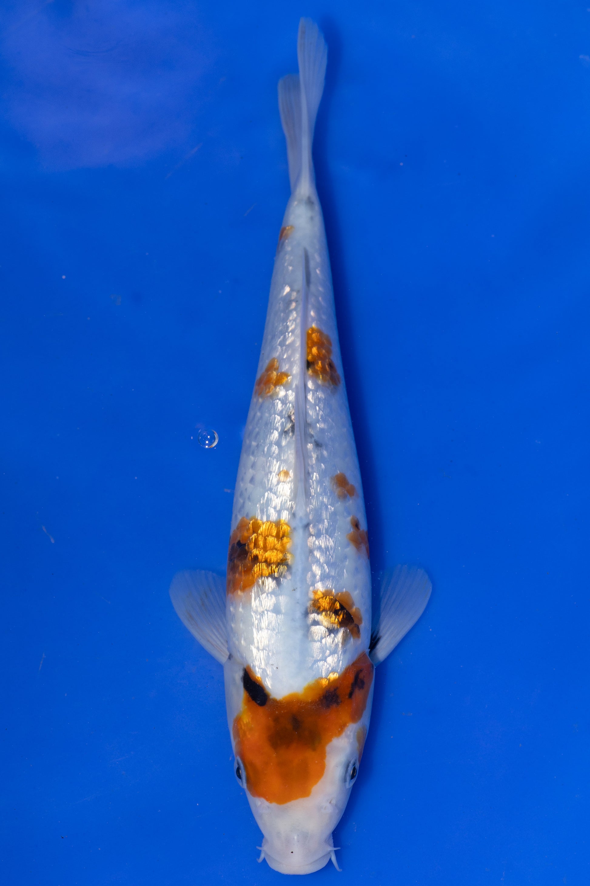 Ginrin Showa, 25 cm, 2025, Tosai [5dad1ae6-9a13-4dd2-af0b-4b3efd583f87.jpg]