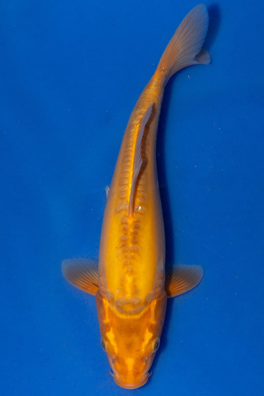 Doitsu Kawarigoi, 28 cm, 2024, Tosai