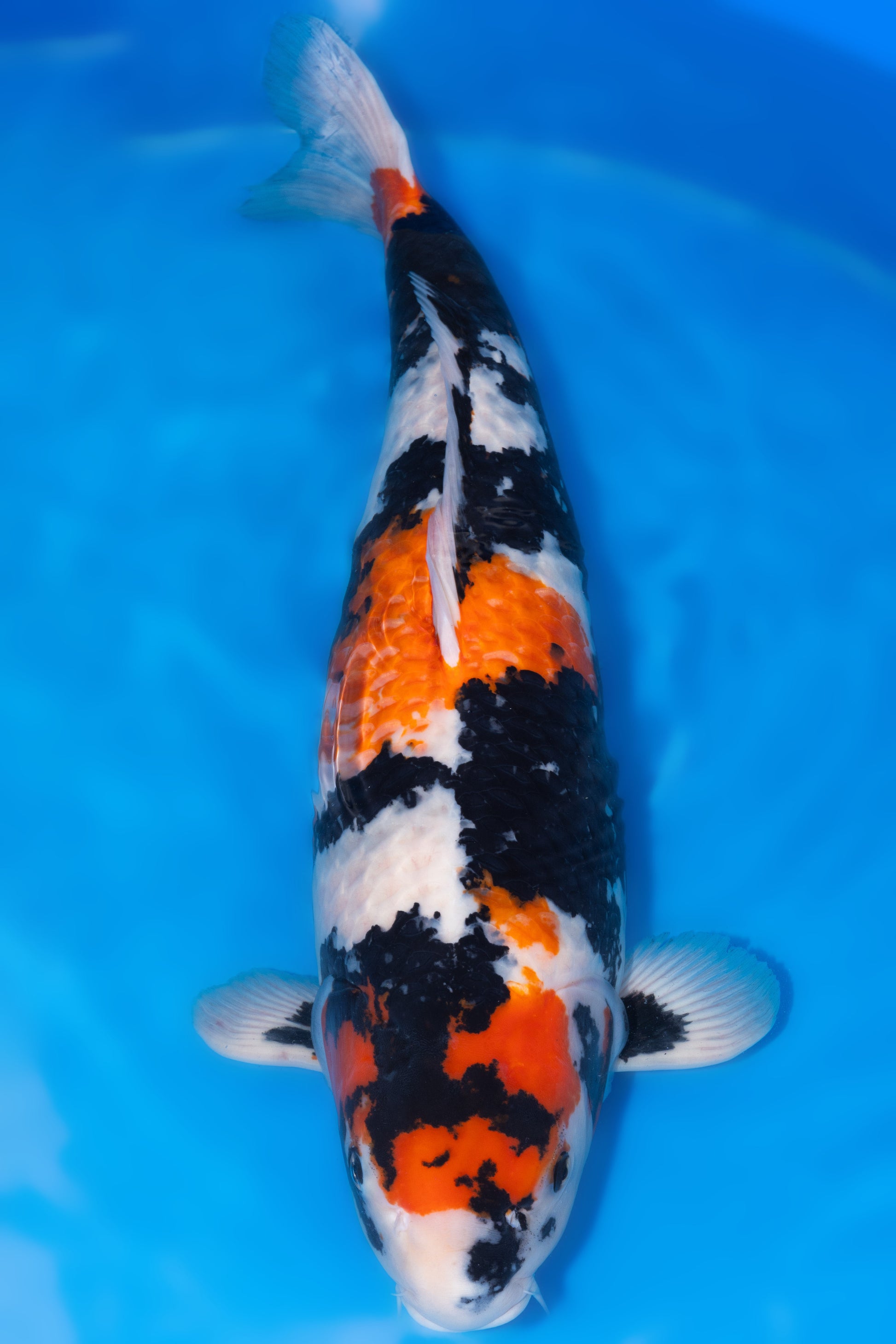 Showa, 71 cm, 2018, Hachisai, weiblich [614db269-5d00-4da0-96fc-95916a8e26f1.jpg]