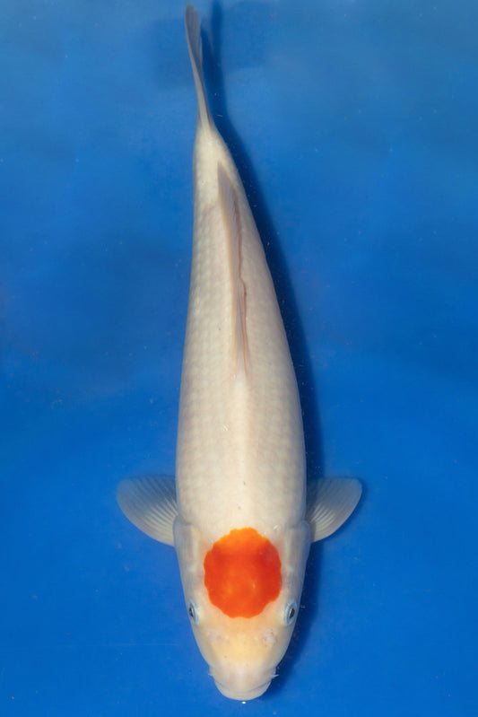 Tancho Kohaku, 29 cm, 2024, Tosai