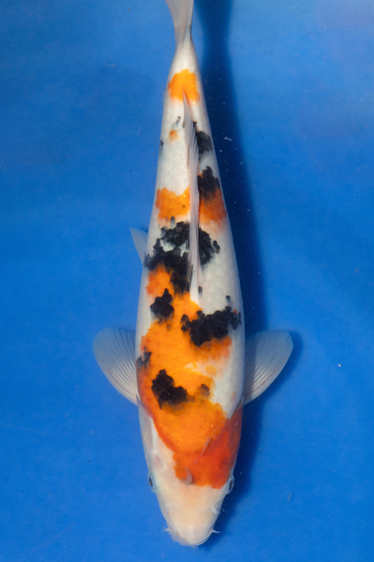 Sanke, 28 cm, 2024, Tosai