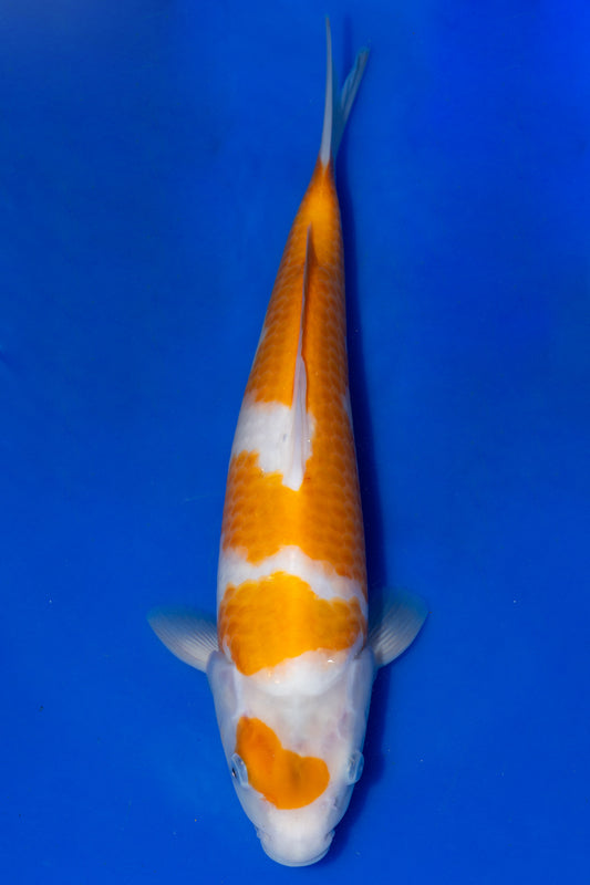Koromo, 30 cm, 2025, Tosai [63e97d58-c761-485b-bbc8-510fd645a77b.jpg]