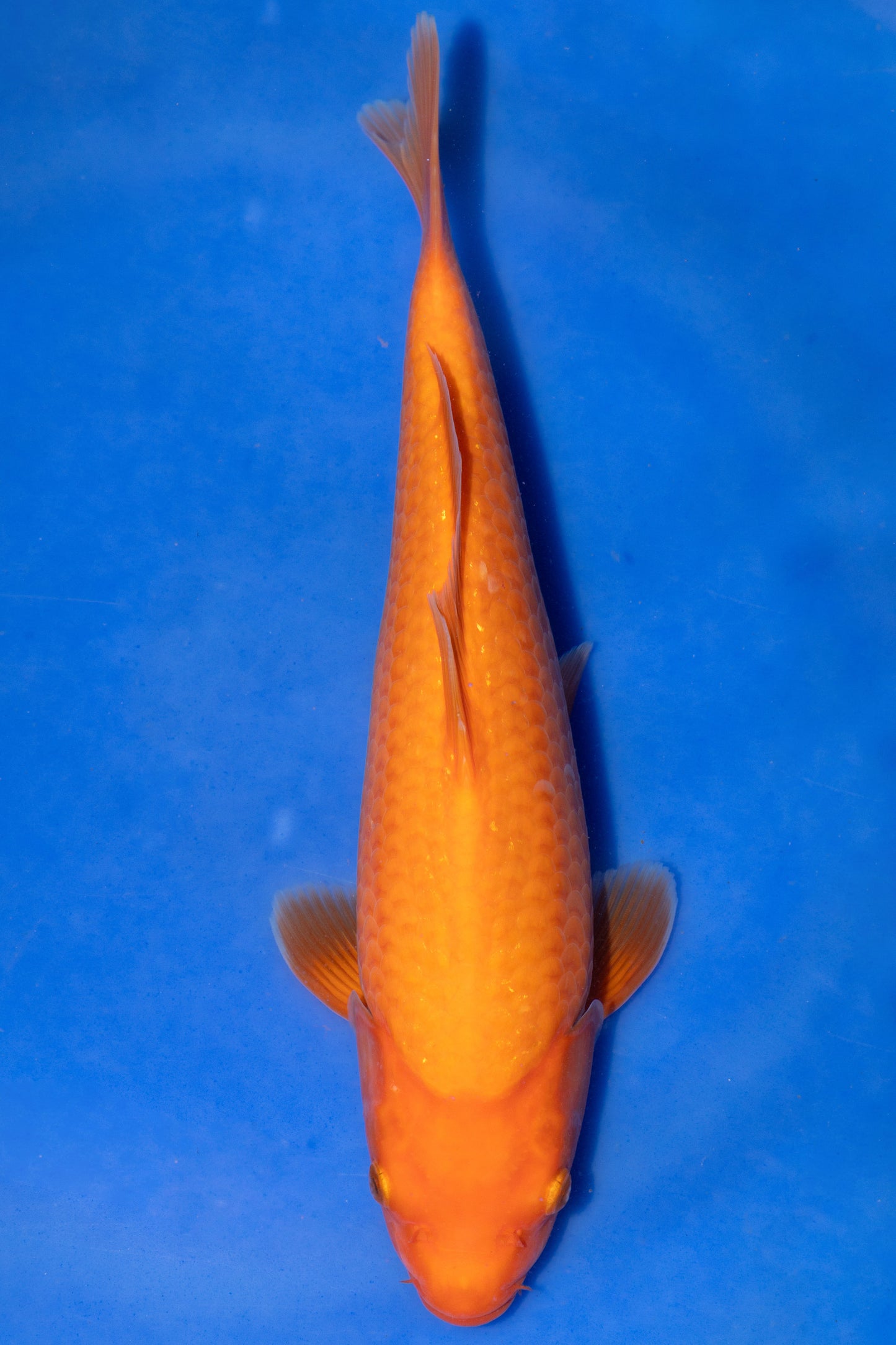 Benigoi, 30 cm, 2024, Tosai