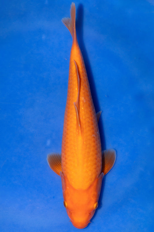 Benigoi, 30 cm, 2024, Tosai