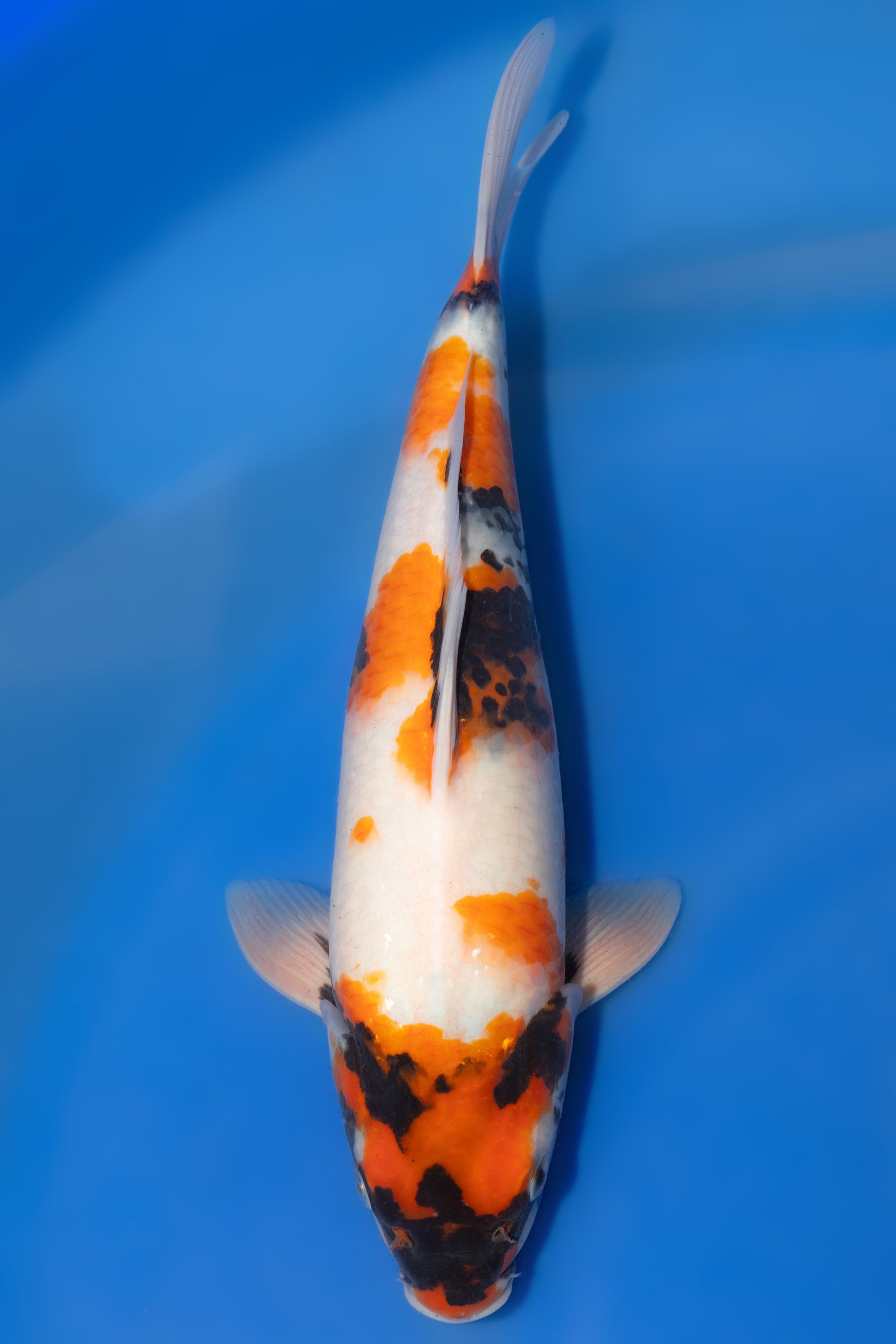 Showa, 32 cm, 2025, Tosai [64a4cc60-5e7f-428c-b37f-267c206ae078.jpg]