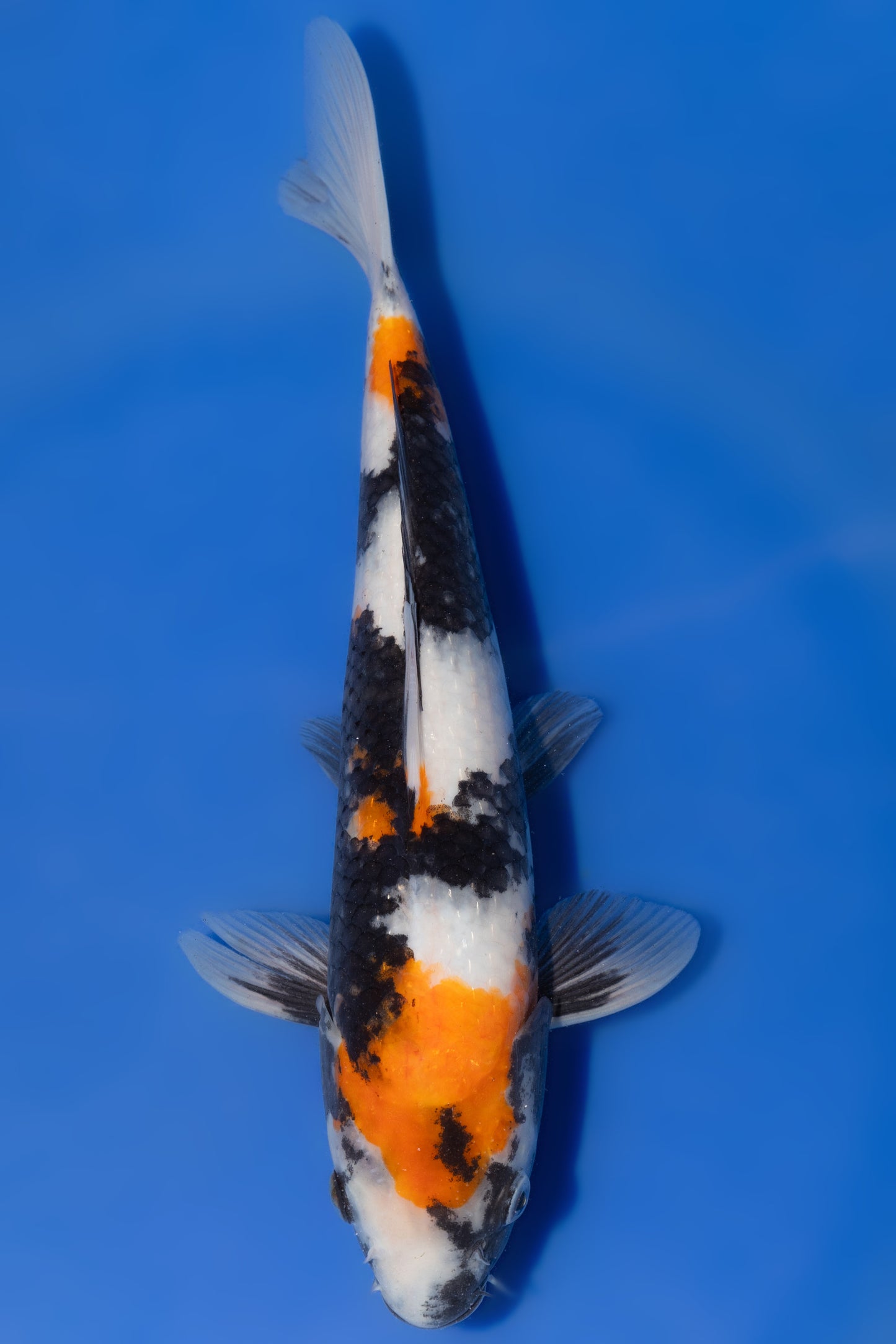 Showa, 29 cm, 2025, Tosai [696646a0-a63d-4b29-8743-8d9dc960aa55.jpg]