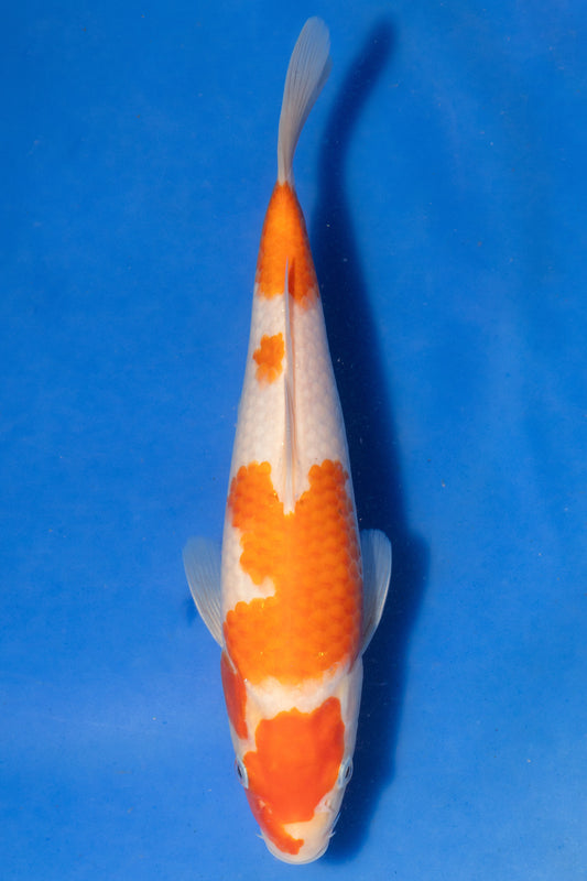 Kohaku, 24 cm, 2024, Tosai