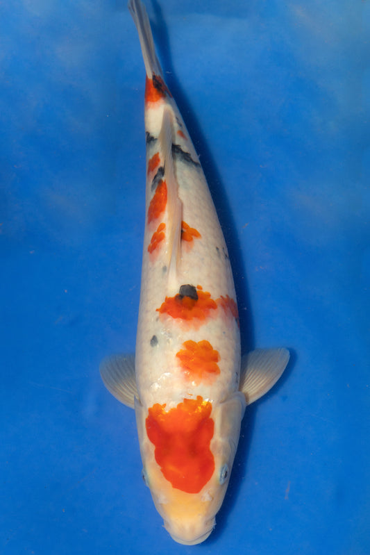 Sanke, 33 cm, 2024, Tosai
