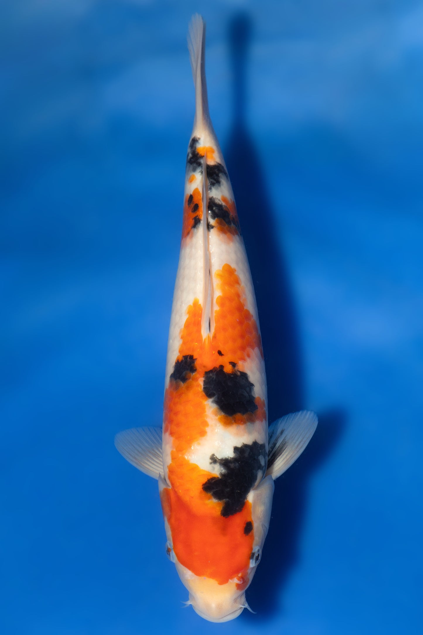 Sanke, 28 cm, 2024, Tosai